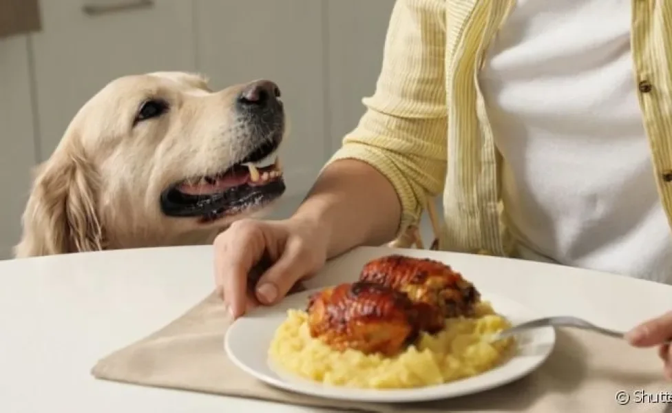 Resistir ao cachorro pedindo comida não é fácil, mas é necessário
