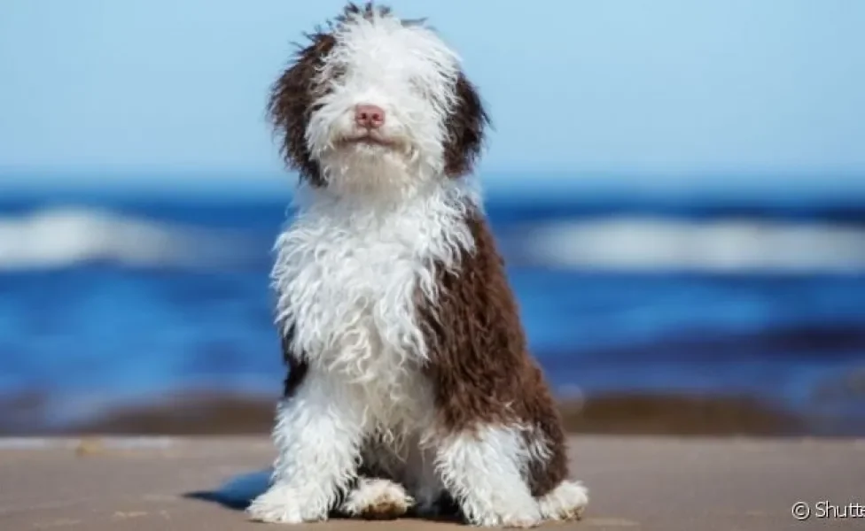 O Cão D'água Espanhol é conhecido por seus pelos super encaracolados