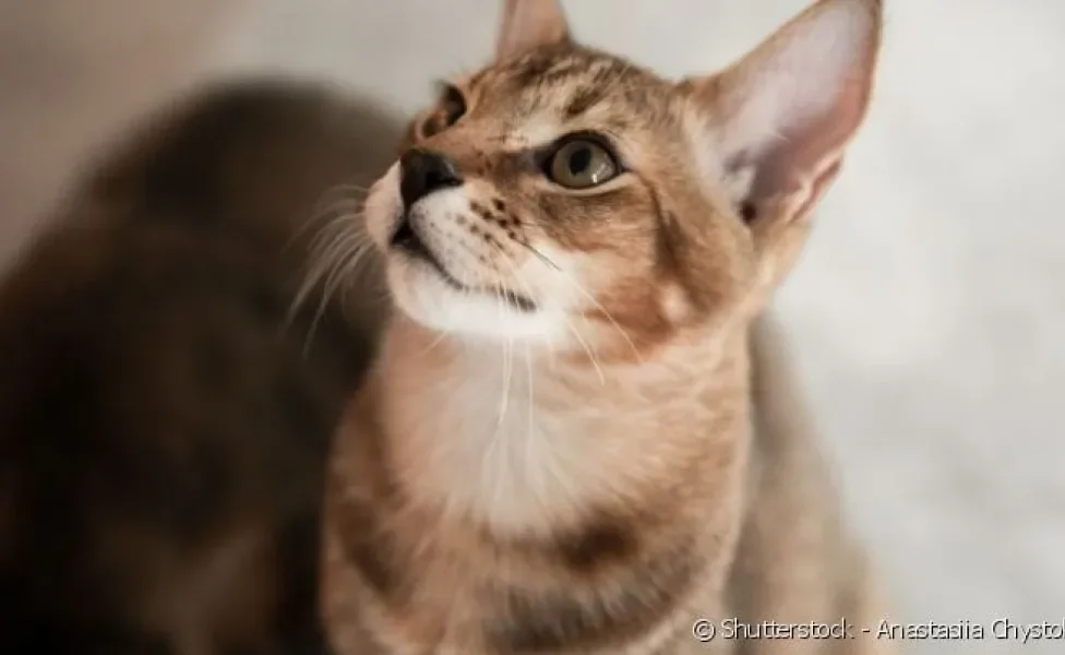 Chausie é um gato híbrido: metade selvagem, metade doméstico.