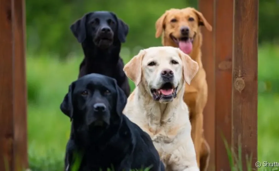  O cachorro retriever classifica diversas raças de cachorro. 