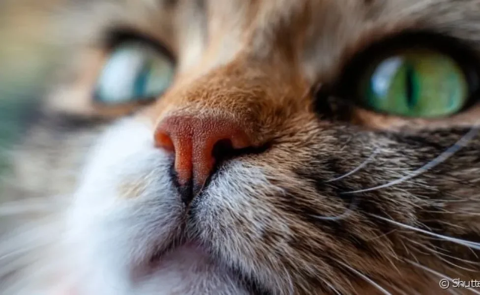Focinho de gato: os desenhos funcionam da mesma forma que as impressões digitais