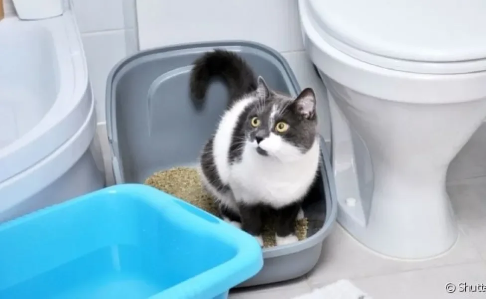 A desobstrução em gatos pode ser recomendada em alguns problemas no sistema urinário