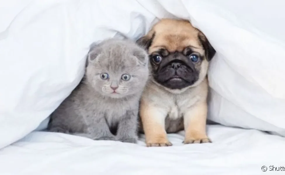 Fenda palatina: cachorro e gato com a doença nascem com uma malformação no palato