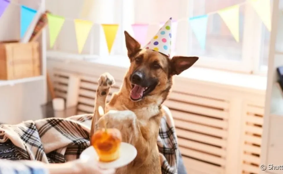 O aniversário para cachorro é uma ocasião que pode ser celebrada e adaptada para o animal