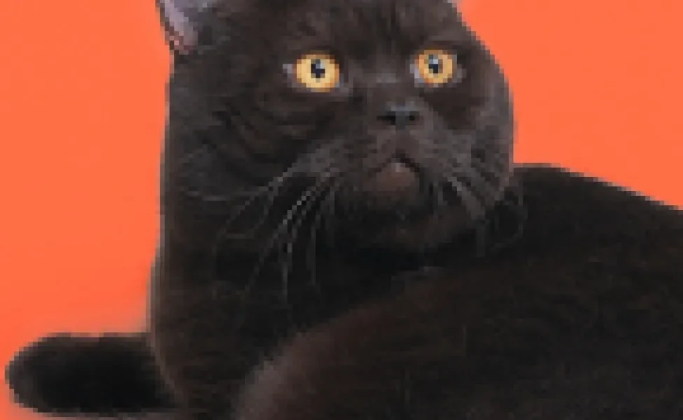 O gato preto tem uma personalidade amável e carinhosa, além de trazer sorte para os tutores