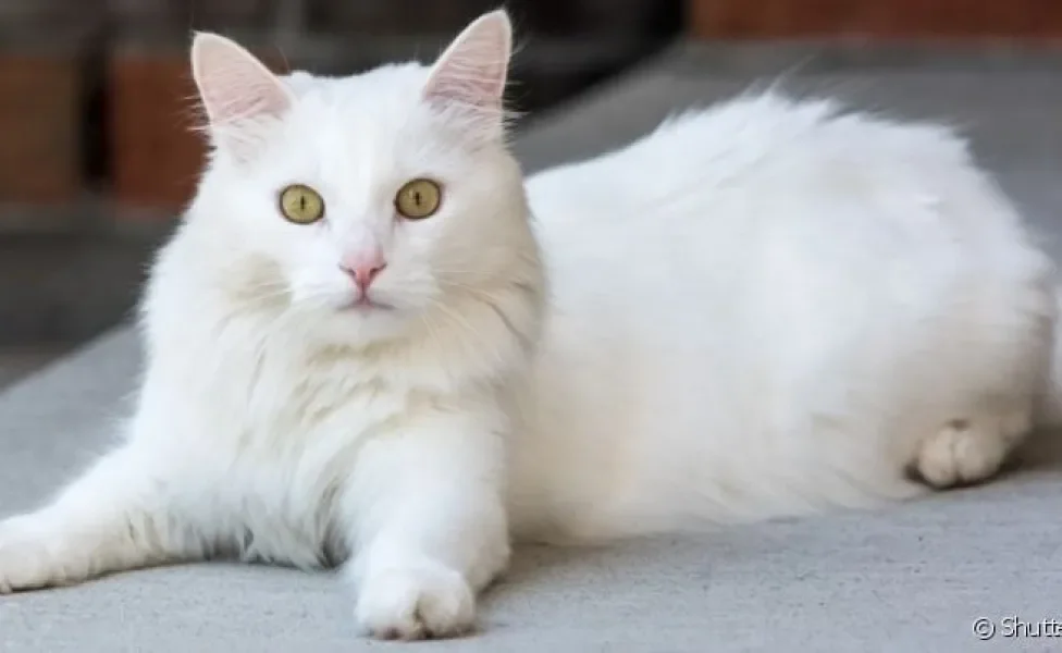 O gato branco tem mais chances de ficar surdo e não pode tomar muito sol