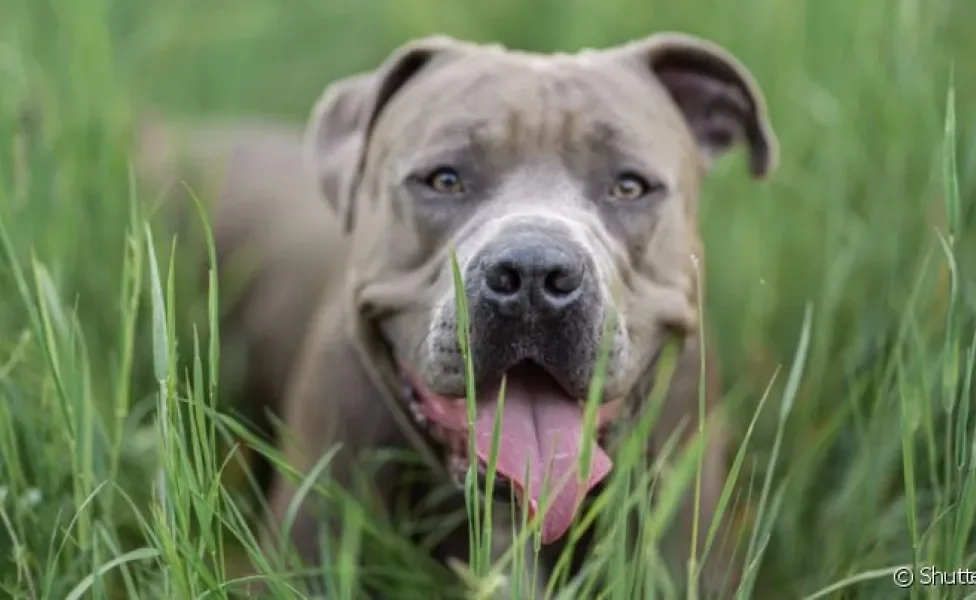 O Pitbull e o Yorkshire são cachorros Terriers com forte instinto de proteção