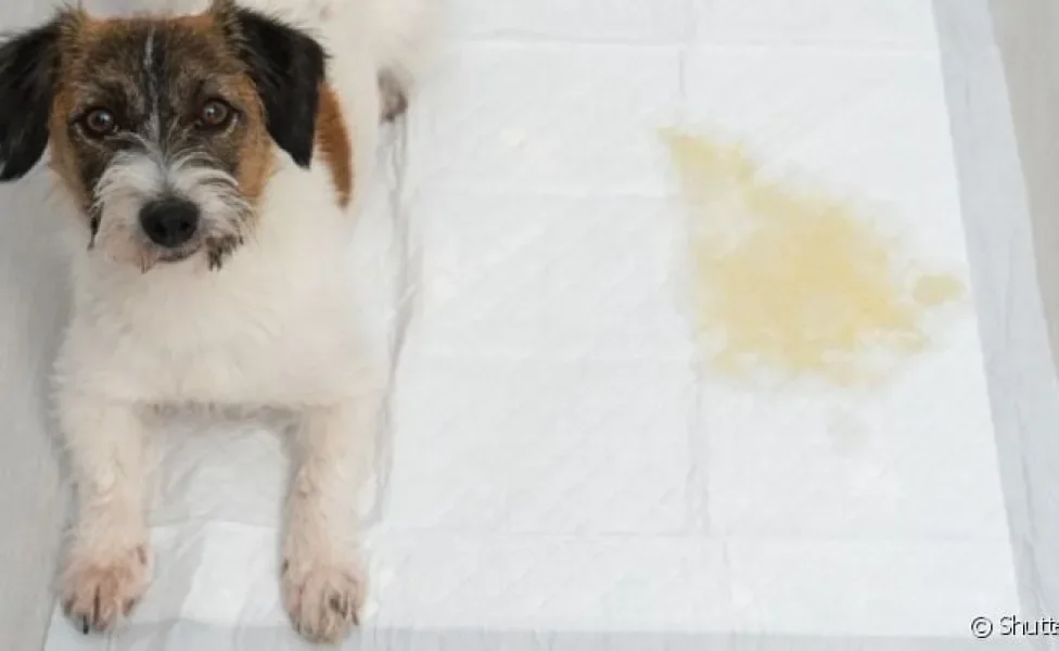  O tapete higiênico para cachorro é ideal para cuidar das necessidades fisiológicas do pet 