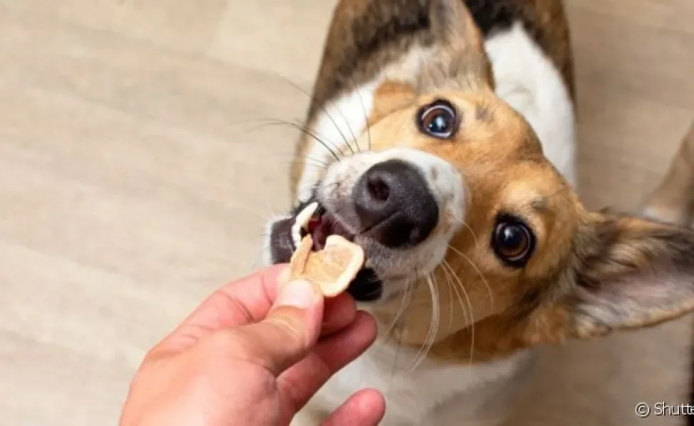  Complemente a dieta do pet com esse incrível biscoito canino que é prático e fácil 