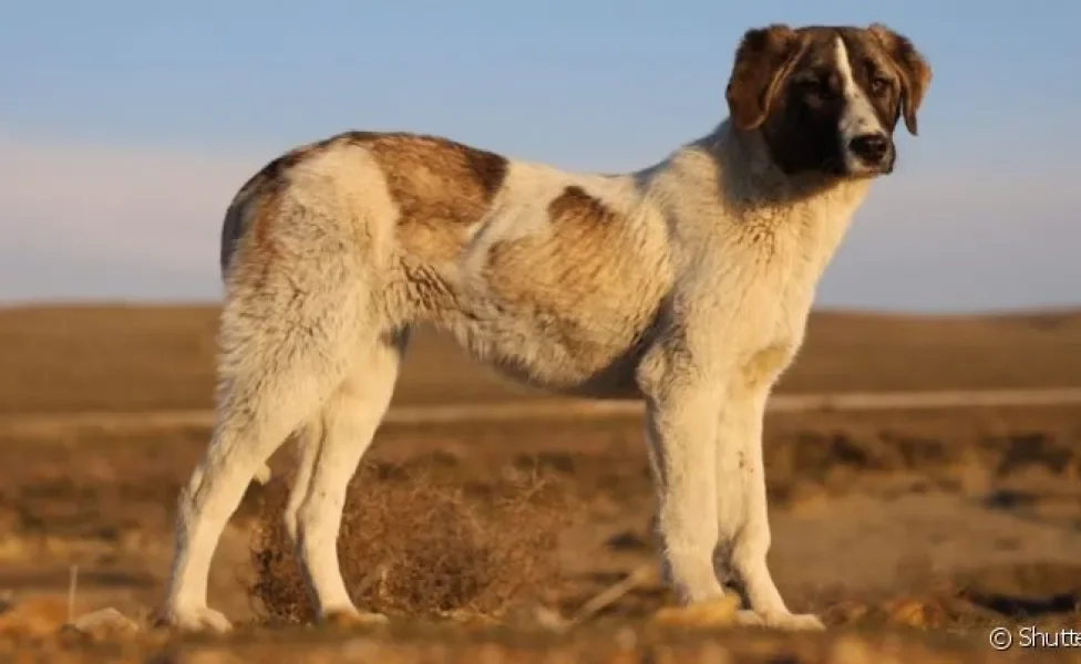 O Rafeiro do Alentejo é um cachorro de origem portuguesa de porte grande e personalidade forte