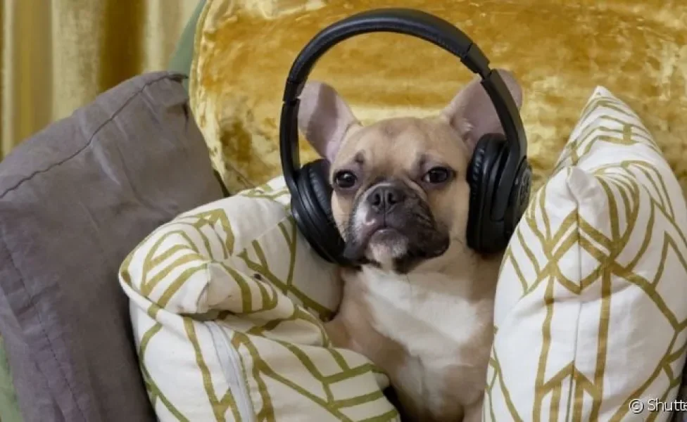  Afinal, qual o tipo de música para acalmar cachorro? Veja as playlists que separamos para você!
