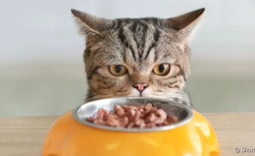 O gato pode comer alguns alimentos presentes na dieta humana que são ricos em proteínas