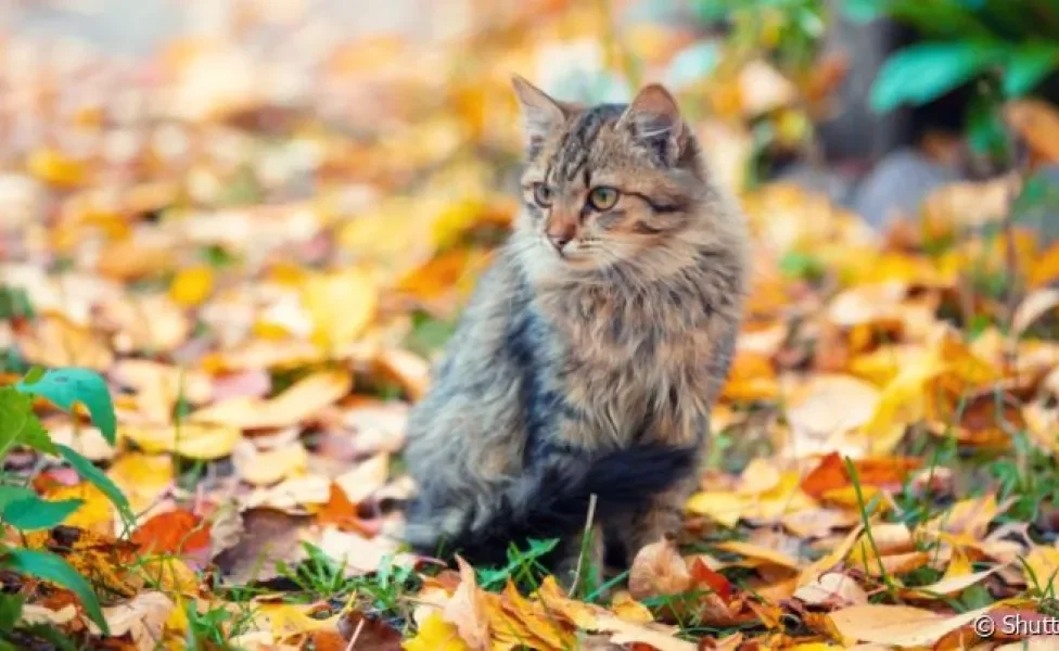 Saber como fazer o gato beber água e ficar protegido do frio são cuidados que se deve ter no outono