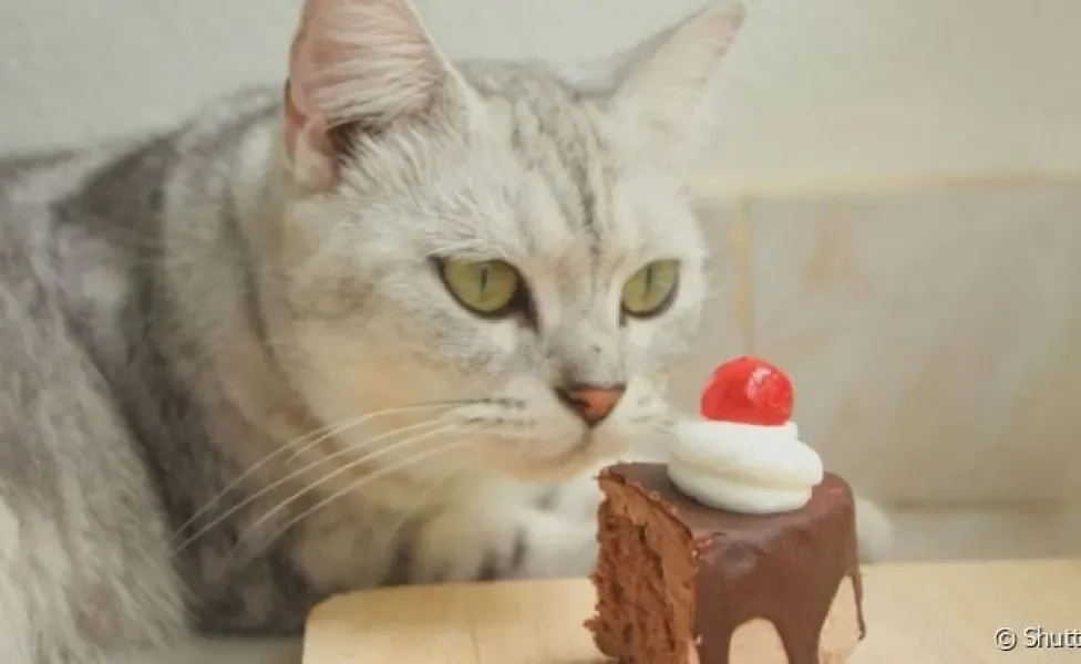 Para quem pensa que gato pode comer chocolate, isso é um erro. Esse é um dos alimentos mais perigosos para os pets