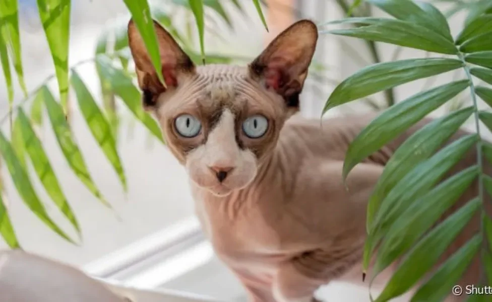 O Sphynx é um gato sem pelo que aparenta ser gélido e sério, mas será que ele é assim mesmo?