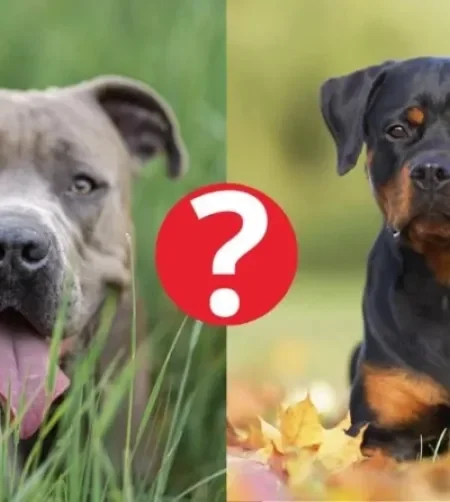 Montagem com fotos de Pitbull e Rottweiler e um ponto de interrogação em círculo vermelho