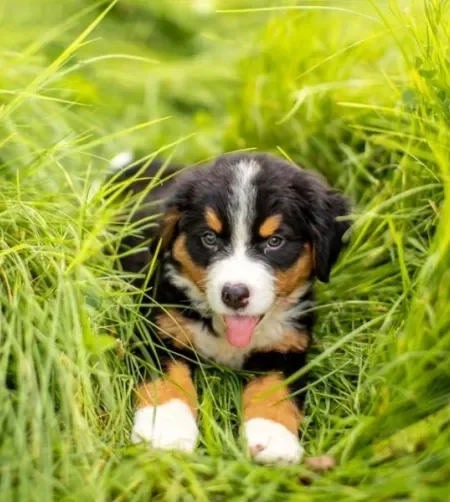 Bernese filhote: 6 coisas que você precisa saber antes de adotar um cachorro da raça