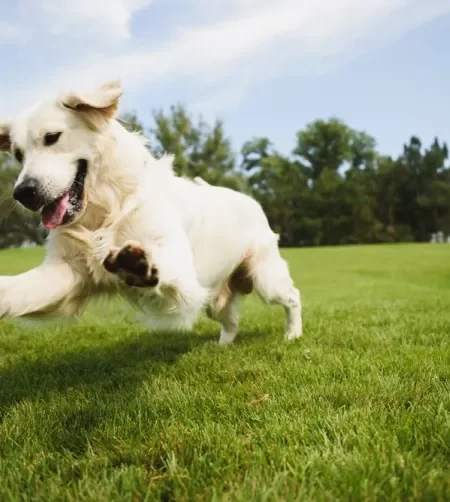 Cachorro branco peludo correndo na grama de parque