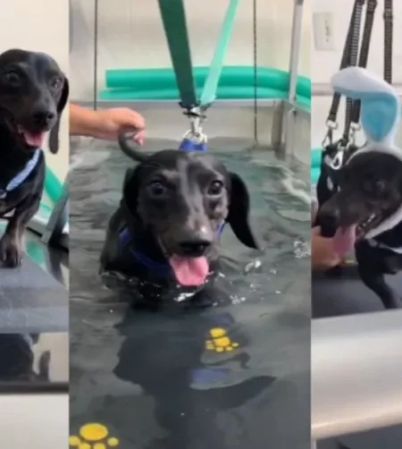Cachorro salsicha paraplégico viraliza ao mostrar a rotina de um pet com deficiência