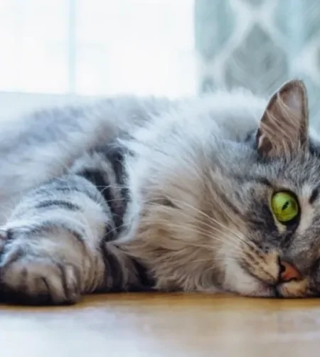 Verme de gato: como saber se o pet está com parasitas e como tratar?