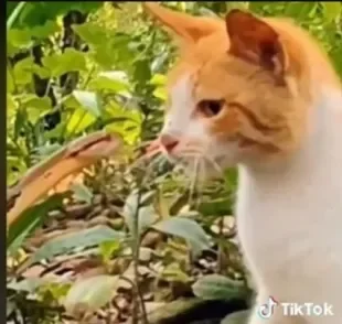   Tem gato corajoso dotado de tanta bravura que encara até uma cobra