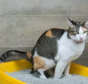 Escolher uma boa areia para gato não é tão difícil, mas é preciso avaliar vantagens e desvantagens de cada tipo do produto