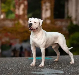 O Bulldog Americano é um cachorro de porte médio muito usado para guarda
