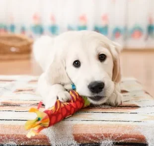 Aposte em brinquedos para cachorros que ficam sozinhos