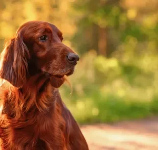 Do Setter Irlandês ao Vira-lata: conheça raças de cão ruivo