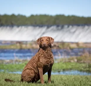 O Chesapeake Bay Retriever é um cão atlético e inteligente