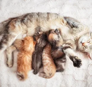 Gatos mamam até que idade: pode variar entre 6 e 8 semanas