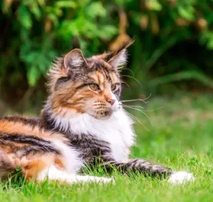 O Maine Coon é uma ótima raça de gato para idosos que buscam companhia