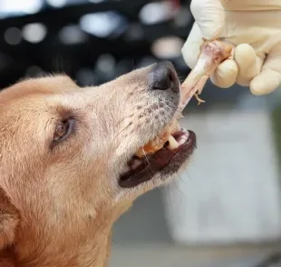 Dar pé de galinha cru para cachorro não é indicado