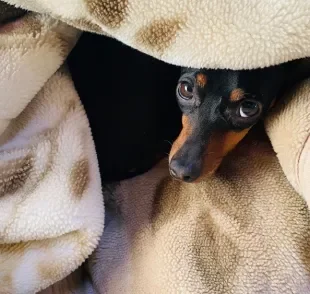Mini cachorros sentem mais frio e precisam de mais cuidados
