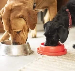 A ração para aumentar imunidade do cachorro deve ser de qualidade e nutritiva