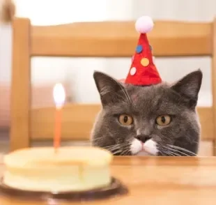O aniversário de gato pode - e deve - ser comemorado, mas com os cuidados certos. Saiba quais são eles!