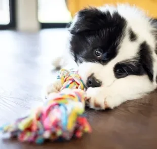 Fazer um brinquedo de corda para cachorro não é muito difícil. Veja dicas!