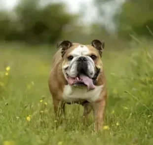 O Bulldog Inglês é uma das raças mais queridinhas no Brasil. Saiba tudo sobre ele!