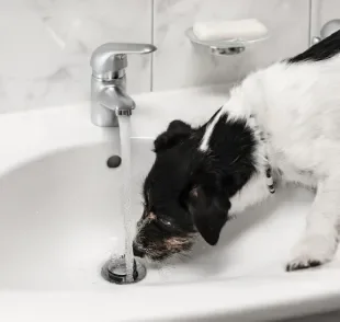 Cachorro pode beber água da torneira se a água for potável
