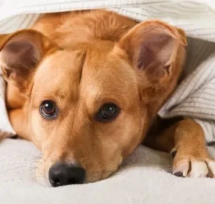 O cachorro com frio mostra que está incomodado com a temperatura e precisa ficar aquecido