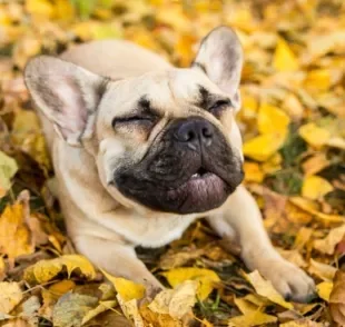 Cachorro espirrando é sinal de que alguma coisa está acontecendo dentro da cavidade nasal 