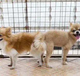 Você sabe por que os cachorros ficam grudados após o cruzamento?