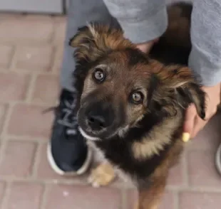 A bexiga do cachorro paraplégico deve ser esvaziada manualmente