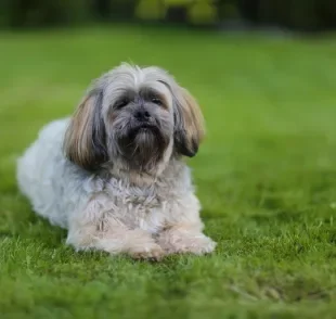 Cachorro que protege o dono não precisa ter tamanho, basta ter o instinto protetor aflorado - como o Lhasa Apso