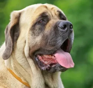 Os cachorros molossos são protetores e têm o porte atlético