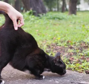 O gato de costas mostrando o bumbum é um sinal de confiança