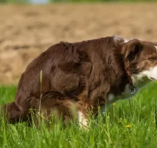 A cor do cocô de cachorro pode indicar problemas no organismo do animal