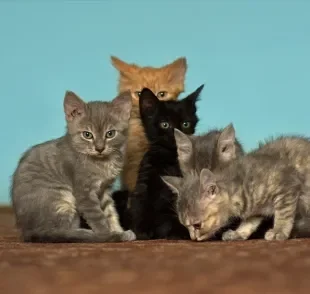 Gato rajado, cinza e laranja são algumas cores de gato vira-lata que fazem muito sucesso