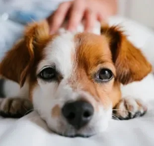 Distiquíase em cães é uma das doenças oculares mais comuns