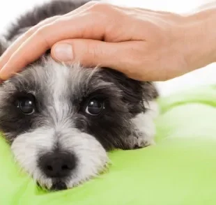 A febre em cachorro pode ser identificada com o auxílio de um termômetro e a observação de outros sintomas associados